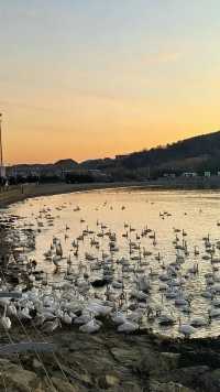 煙墩角大天鵝