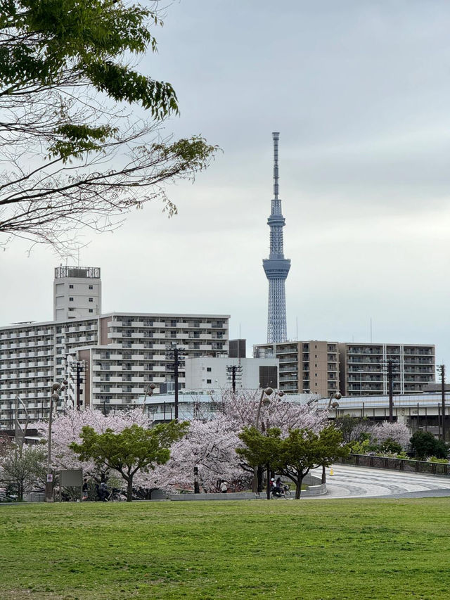 藏在東京的櫻花秘境🌸小松川