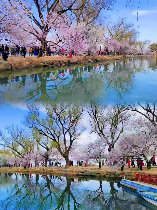 三月去頤和園賞花