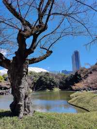 東京櫻花｜小石川後樂園的古老垂枝櫻