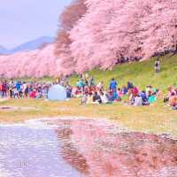 🌸被背割堤櫻花美到失語！京都頂流賞櫻地
