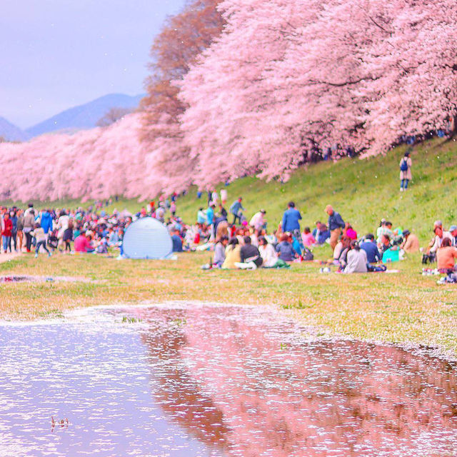 🌸被背割堤櫻花美到失語！京都頂流賞櫻地