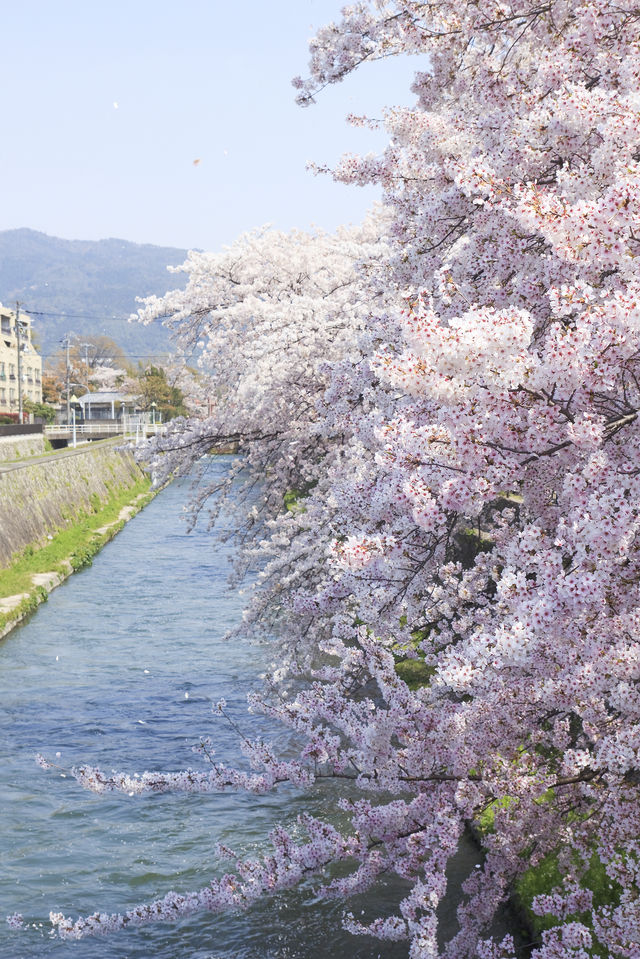 日本賞櫻期更新🌸別再做「櫻花難民」啦