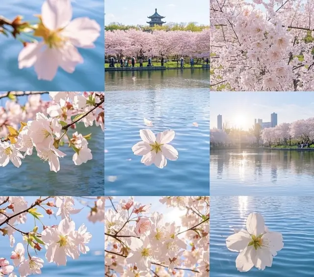 A Romantic Cherry Blossom Feast in Spring