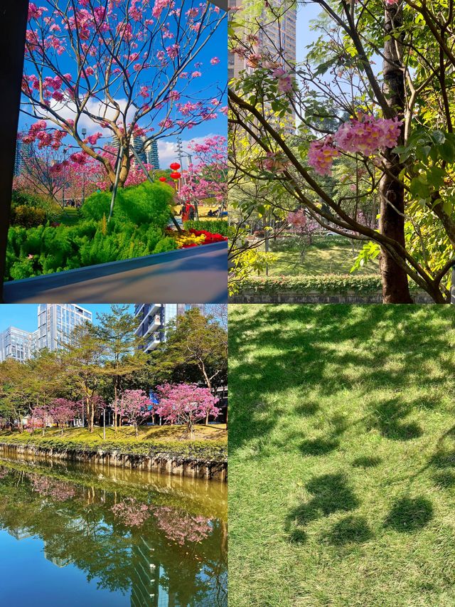 春日限定！後海中心公園風鈴花海全攻略