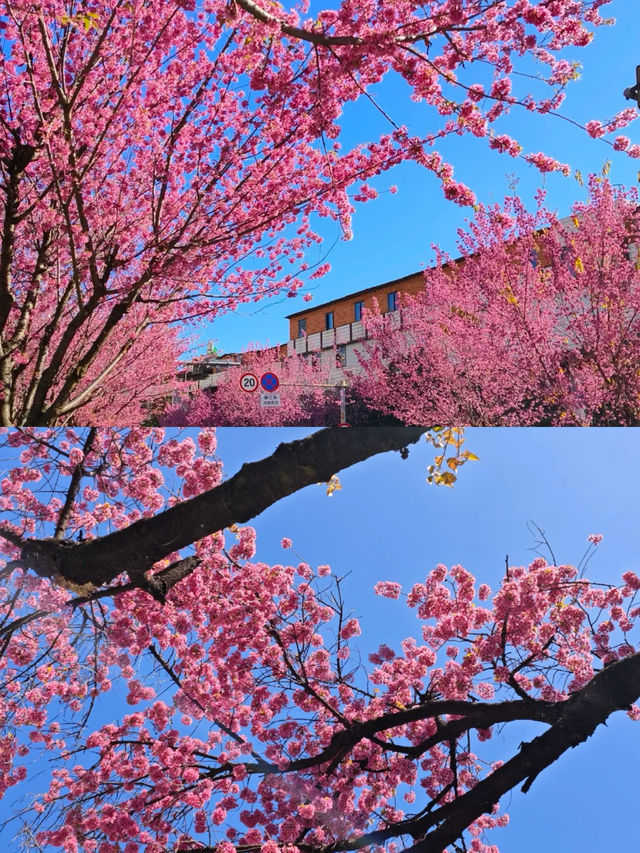 同我赴約春城，昆明賞櫻全攻略