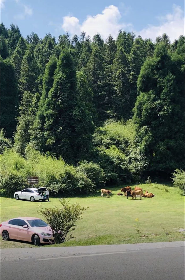 重慶不只有洪崖洞，這個現實版宮崎駿的動畫世界千萬別錯過