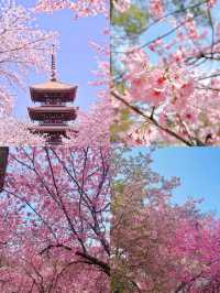 3月份櫻花季一定要去武漢看