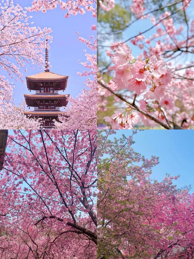3月份櫻花季一定要去武漢看 3月份櫻花季一定要去武漢看
