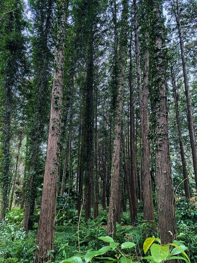 小石川植物園探秘｜未綻放，邂逅東京隱秘花園
