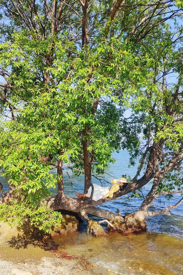 大理騎行洱海邊，欣賞人間三月的春景