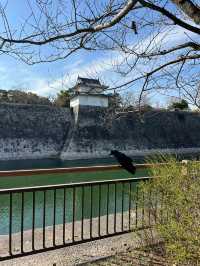 清明踏青日本 超美旅行攻略來啦
