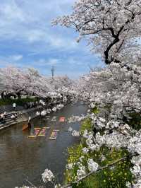限定浪漫！名古屋五條川滿開櫻花盛宴🌸