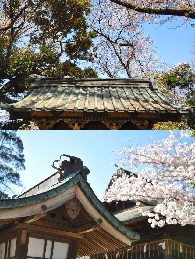 東京賞櫻花｜熱門／冷門的賞櫻地 怎麼選？