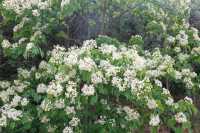 賞花指南 |一起來看銅鼓的「花花世界」！