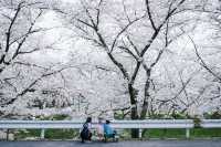 Discover the Hidden Cherry Blossom Gem of Saho River in Nara