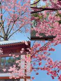 誰說賞花只能去日本？武漢這份攻略，美到讓你挪不開眼