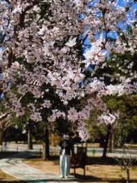北京賞花｜中山公園這棵山桃花也太美了吧
