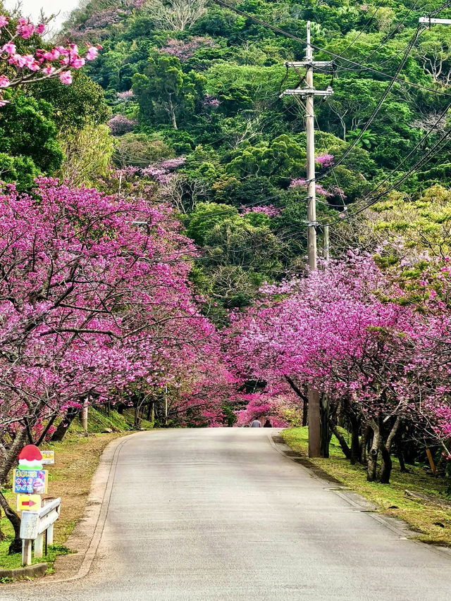 八重岳櫻舞，南國春光