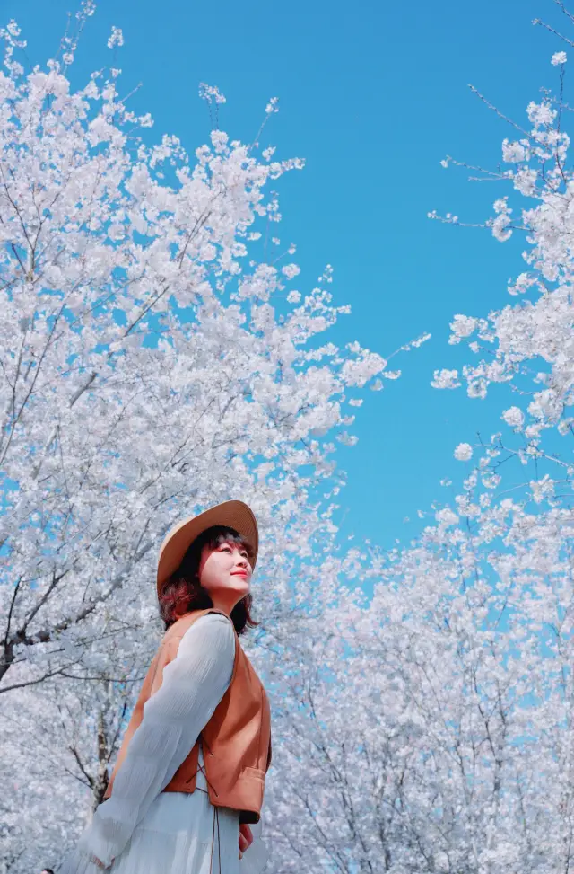 Manhua Manor's white cherry blossoms: A pure white dream, only available this spring.