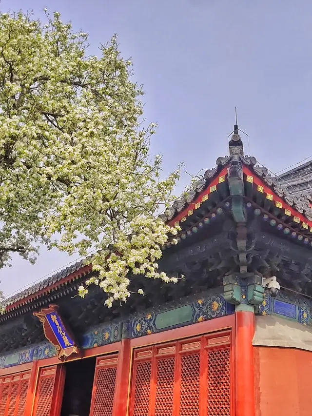 參觀智化寺，奔着梨花而來，錯過等一年