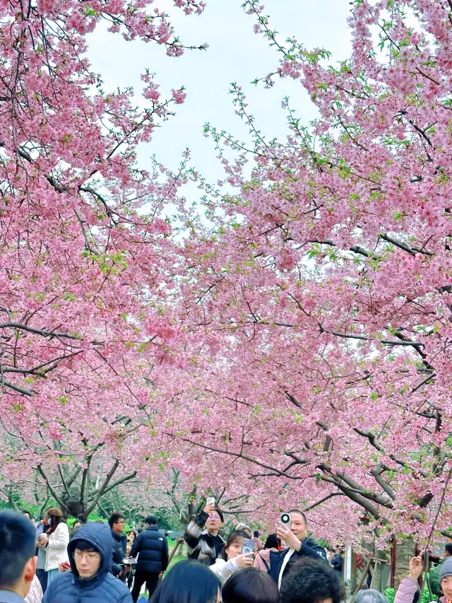 봄 벚꽃 야경 명소 | 우시 벚꽃 계곡 + 난창제 당일치기 여행!