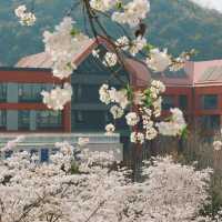 拒絕平壩人擠人！貴陽私藏白櫻花秘境🌸