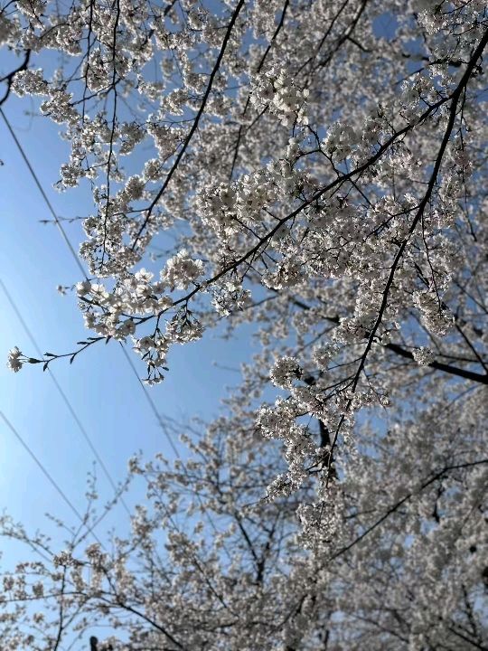 首爾漢江公園賞櫻紀行：粉雪繽紛映江景