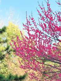 鄭州｜紫金山公園｜春日限定｜梅櫻共舞嘅浪漫奇遇