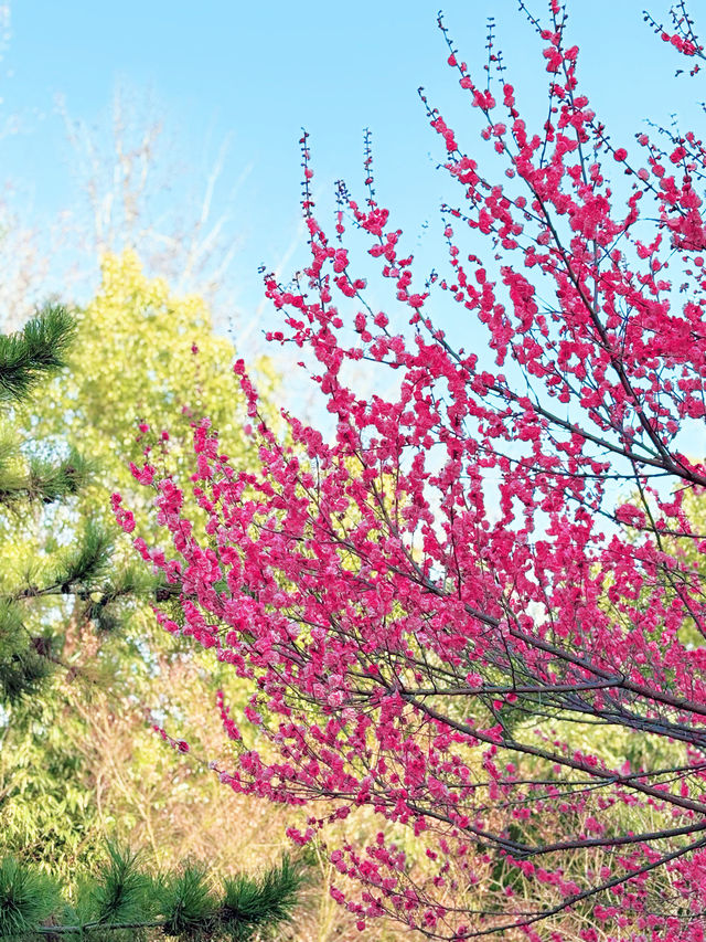 鄭州｜紫金山公園｜春日限定｜梅櫻共舞嘅浪漫奇遇