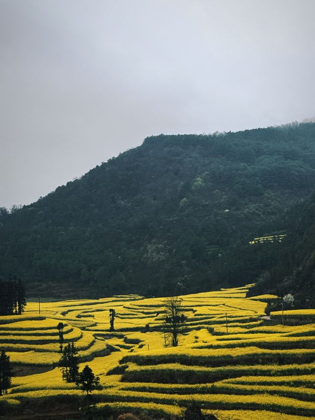 羅平摩龍村小眾油菜花田 帶你感受不一樣的視覺體驗