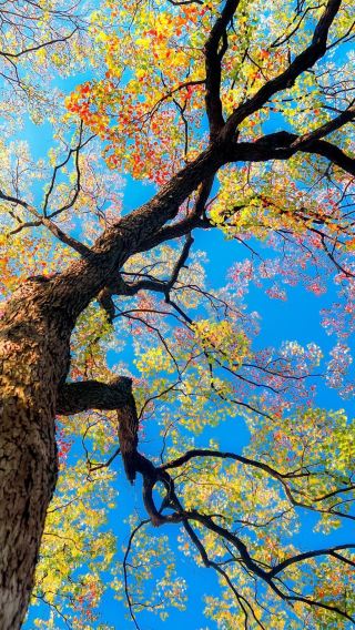 Nanjing April Travel Guide: Encountering the Spring of Jinling in the Willow Catkin