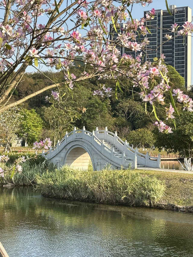 珠海中山公園：鬧市中的靜謐樂土
