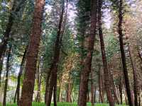 Pinghu Ecological Park: A Bustling City Green Paradise