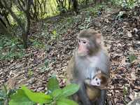 探秘「猴」趣天堂！深圳塘朗山公園與野生猴群奇遇記🐒🌳