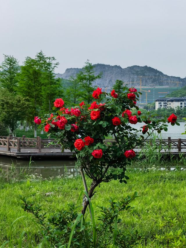 銅鑑湖的月季季