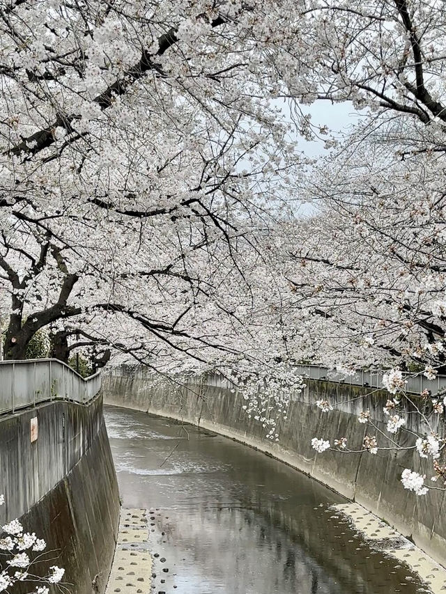 東京櫻花私藏路線！人少景美超出片！