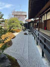 京都大德寺，邂逅四月櫻雪