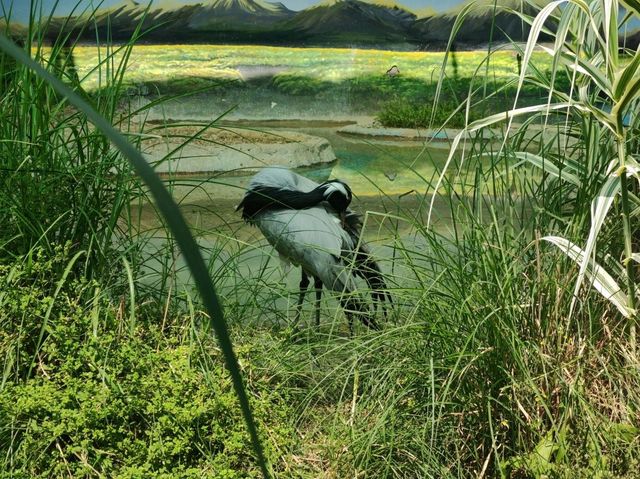 探秘蓉城野趣：成都動物園漫遊指南