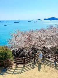 釜山嘅櫻花季就係人間理想