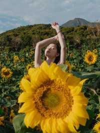 一秒走進梵高畫框！🌻西麗湖向日葵花海拍大片攻略來啦～