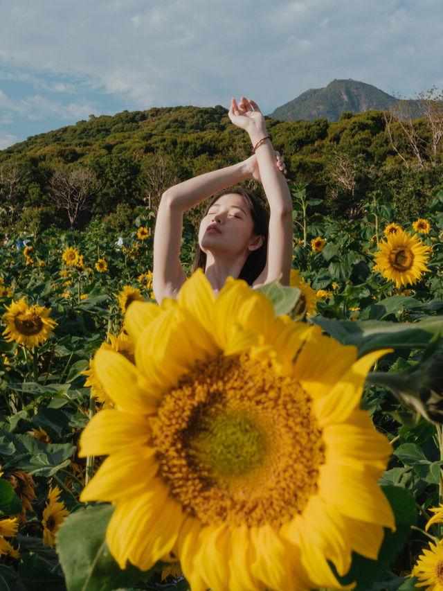 一秒走進梵高畫框！🌻西麗湖向日葵花海拍大片攻略來啦～