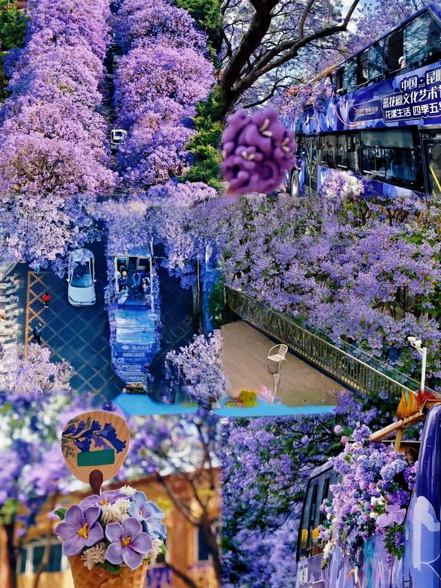 藍花楹瀑布下流淌！昆明盤龍江的紫色浪漫暴擊