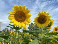 成都這片向日葵花海 直接把我美到語塞🌻
