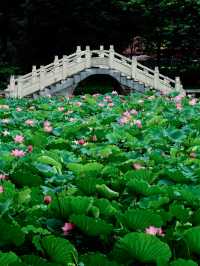 🪷 廣州夏日限定｜螺湧公園荷花拍照全攻略