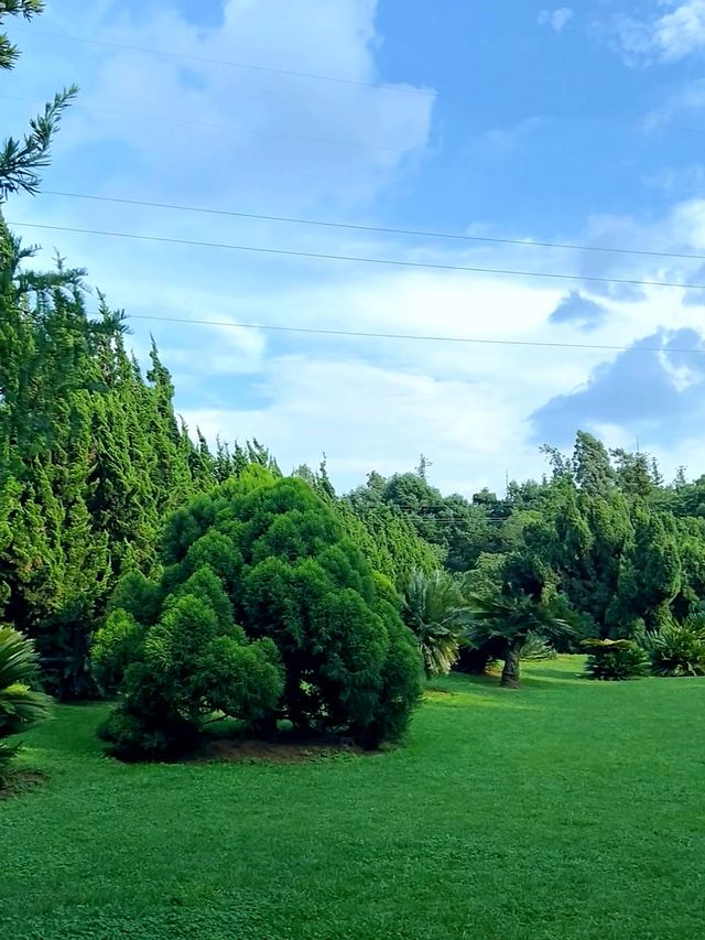 昆明植物園彼岸花開了