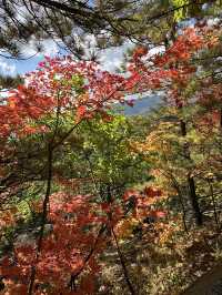 長白山紅石峯生態風景區紅楓染紅了峯頂