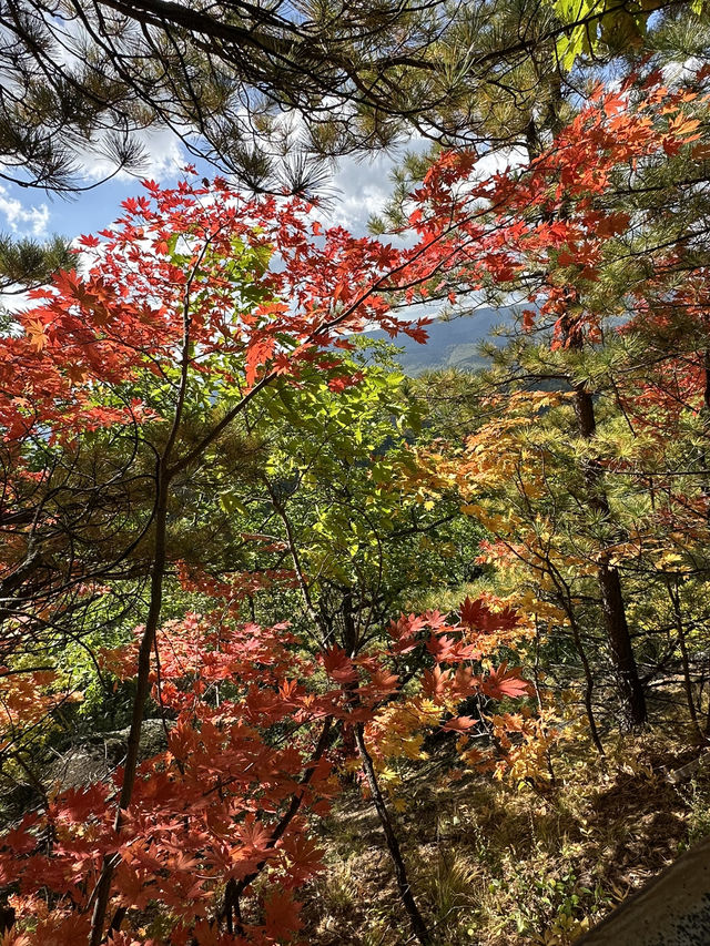 長白山紅石峯生態風景區紅楓染紅了峯頂