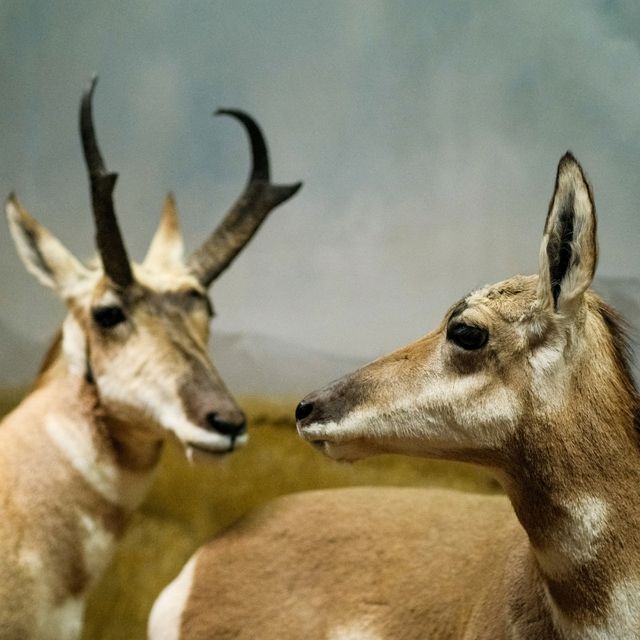 🦁 Natural History Museum Helsinki – A Safari Indoors