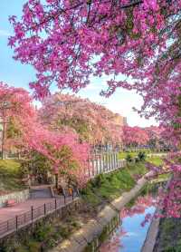 下角東路粉了!惠州這條「粉色隧道」美到犯規